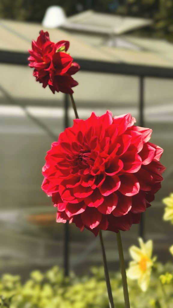 Tee Shirt Boulogne Red Dahlia Tee Shirt Boulogne Red Dahlia
